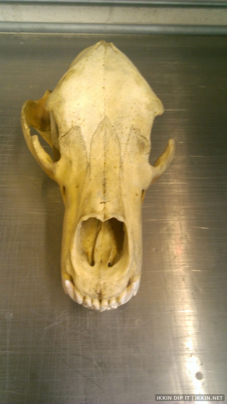 IKKIN Dip It Hydrographics — Animal Skulls project photo 1