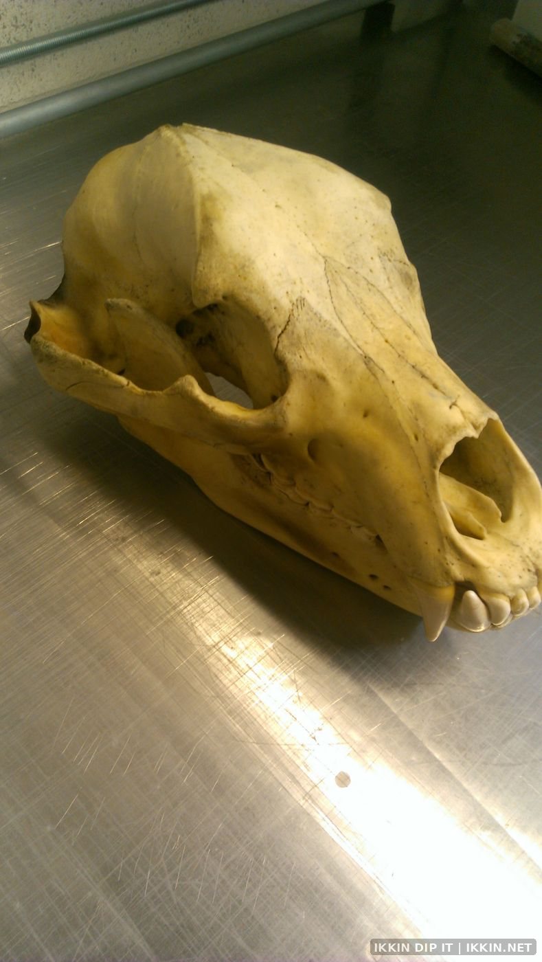 IKKIN Dip It Hydrographics — Animal Skulls project photo 2