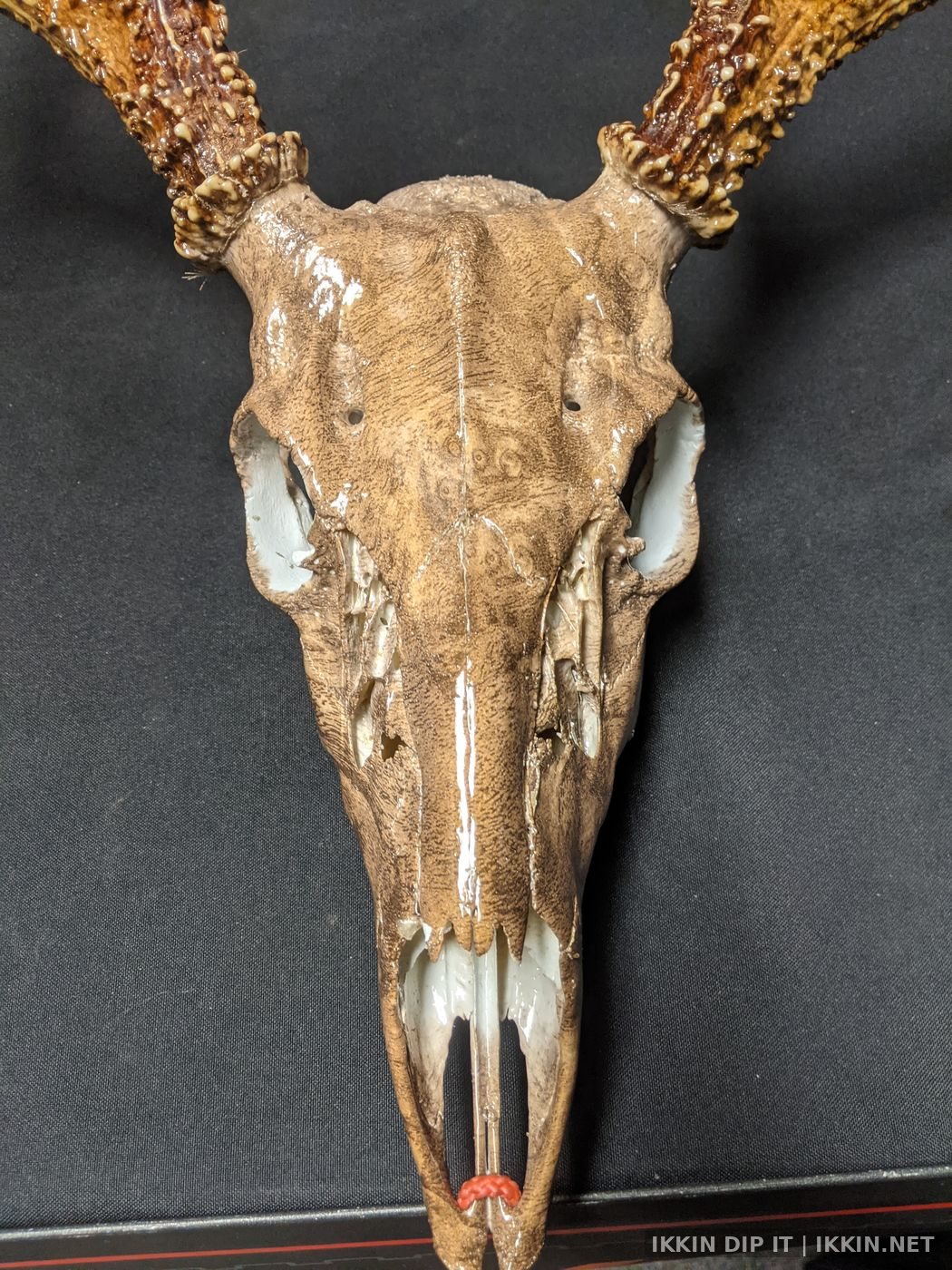 IKKIN Dip It Hydrographics — Animal Skulls project photo 4